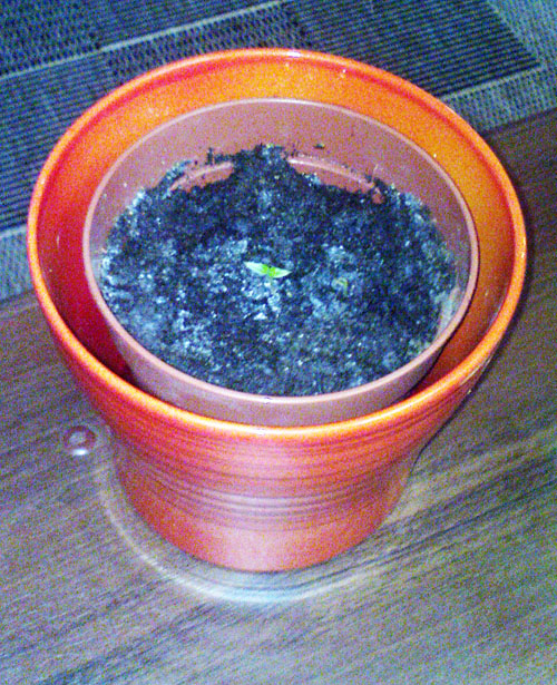 habanero